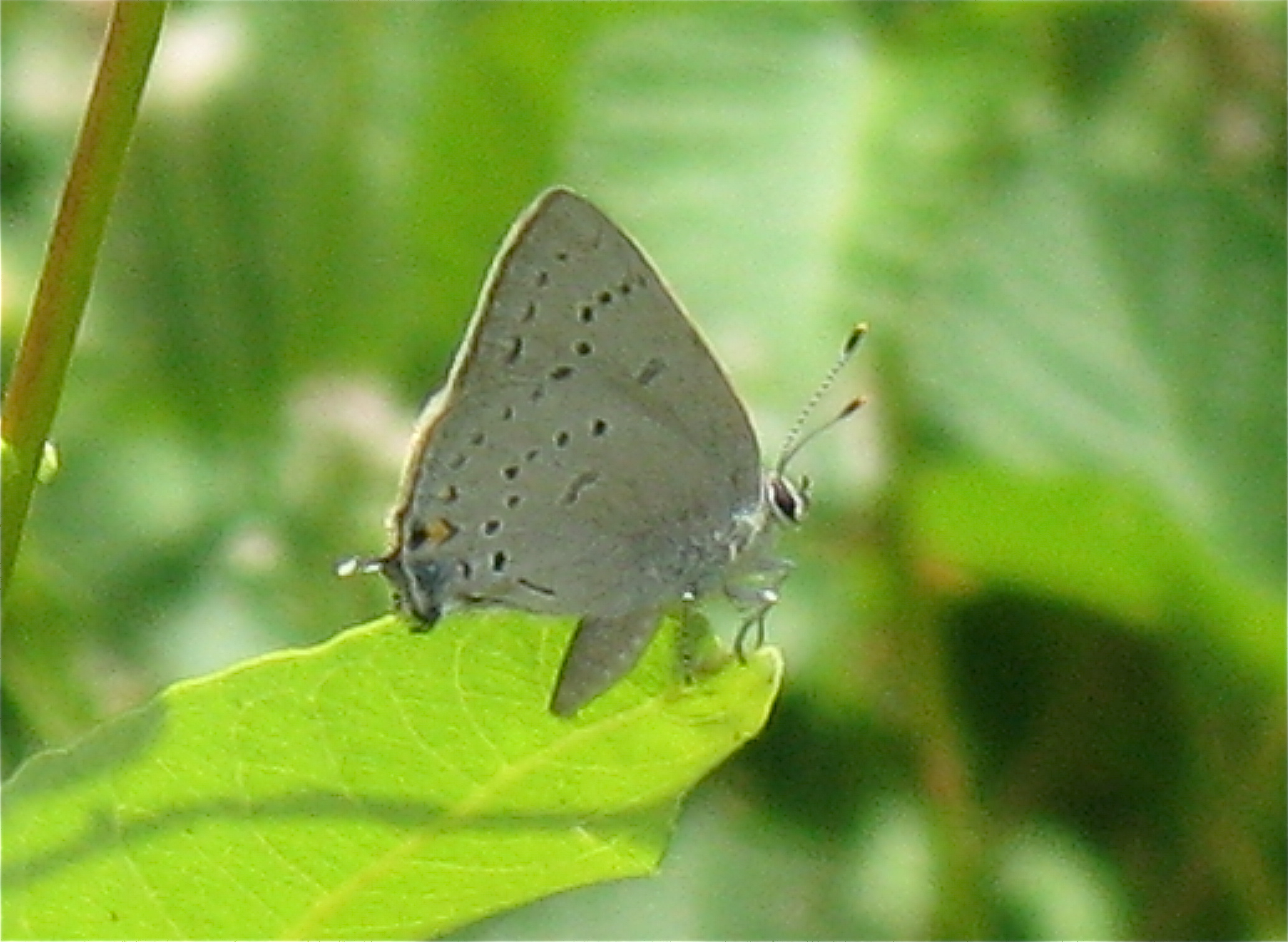 Satyrium sylvinus