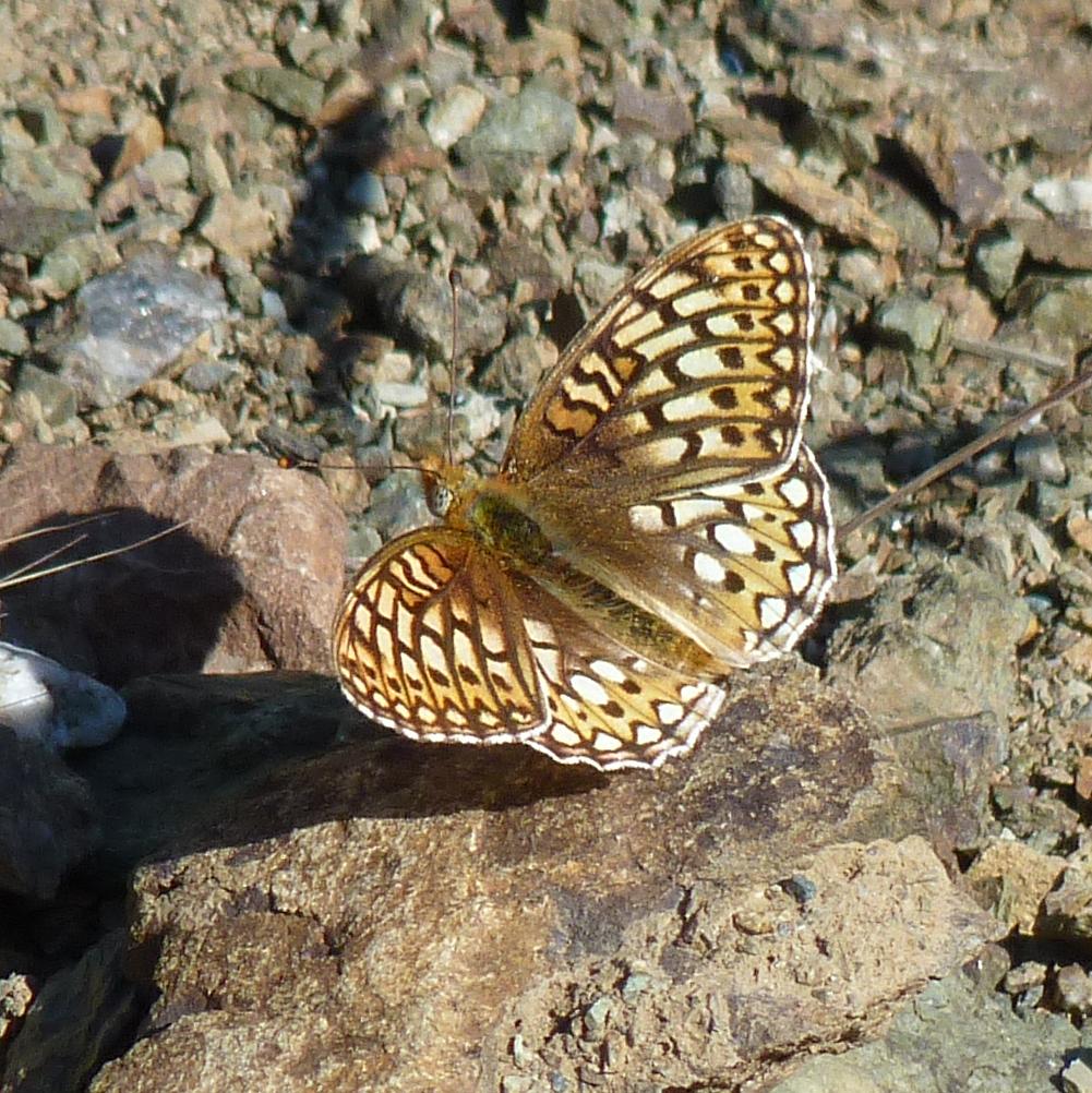 Speyeria callippe