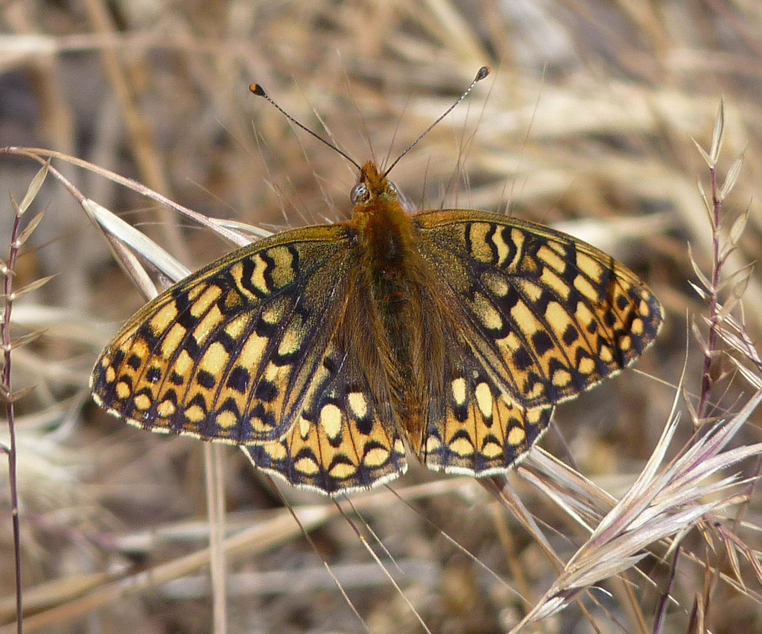 Speyeria callippe