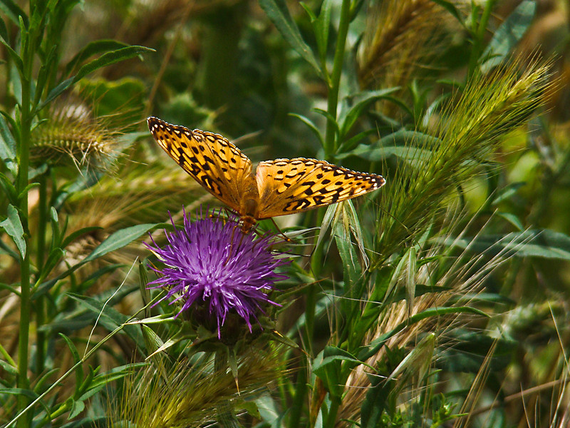 Speyeria coronis