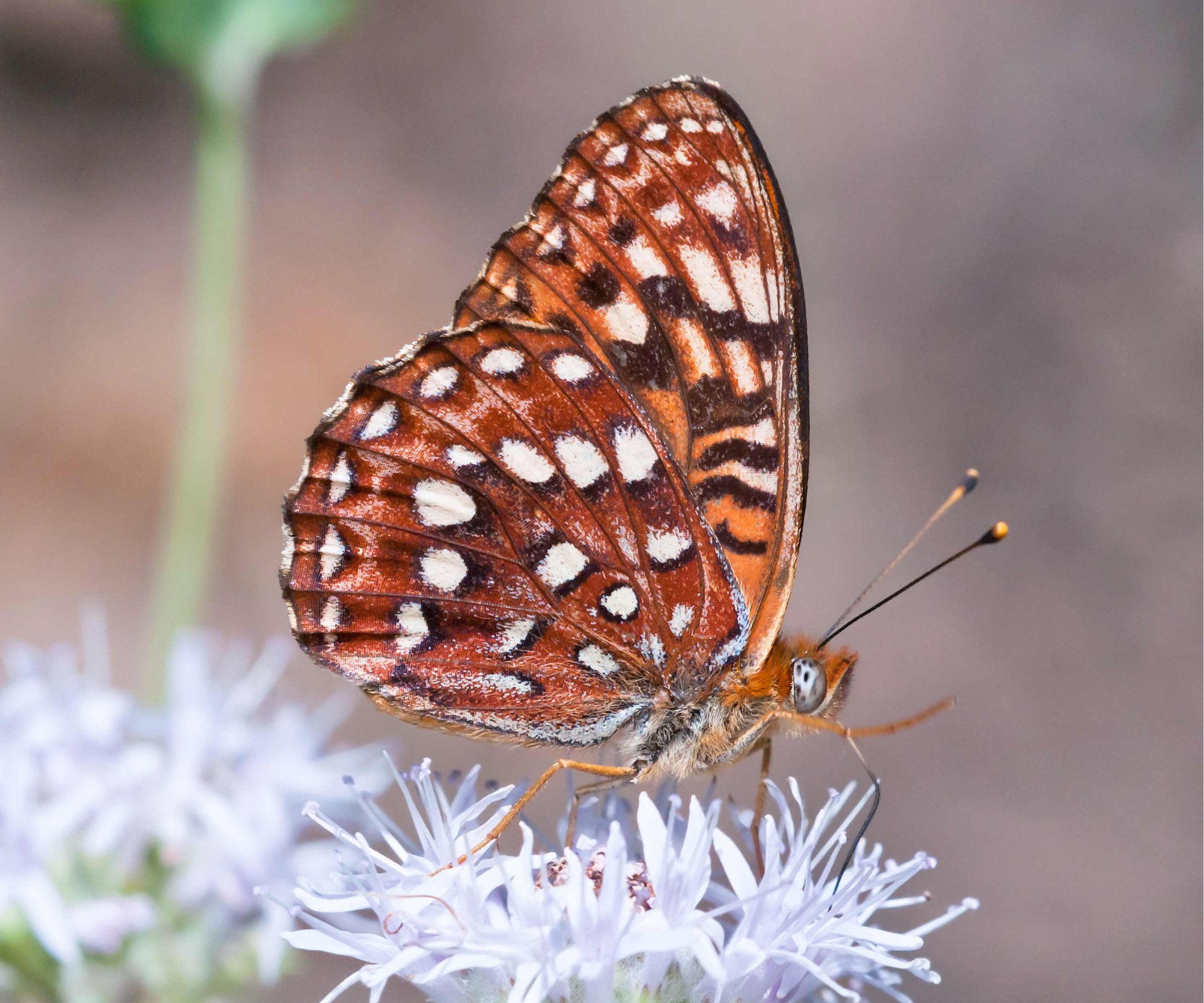 Speyeria hydaspe