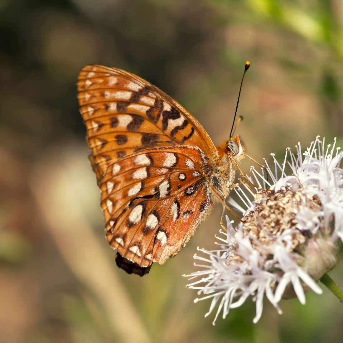 Speyeria hydaspe