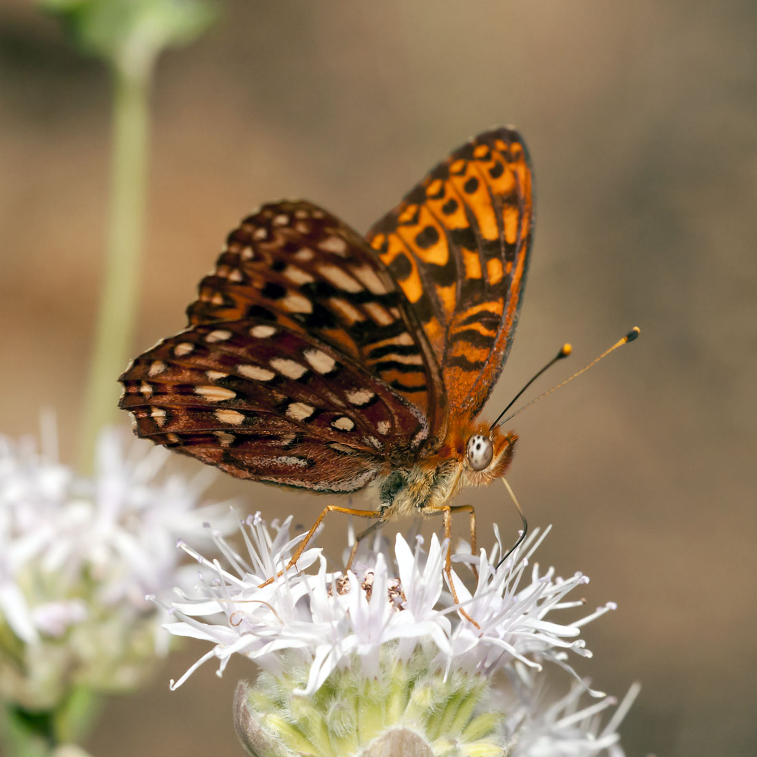 Speyeria hydaspe