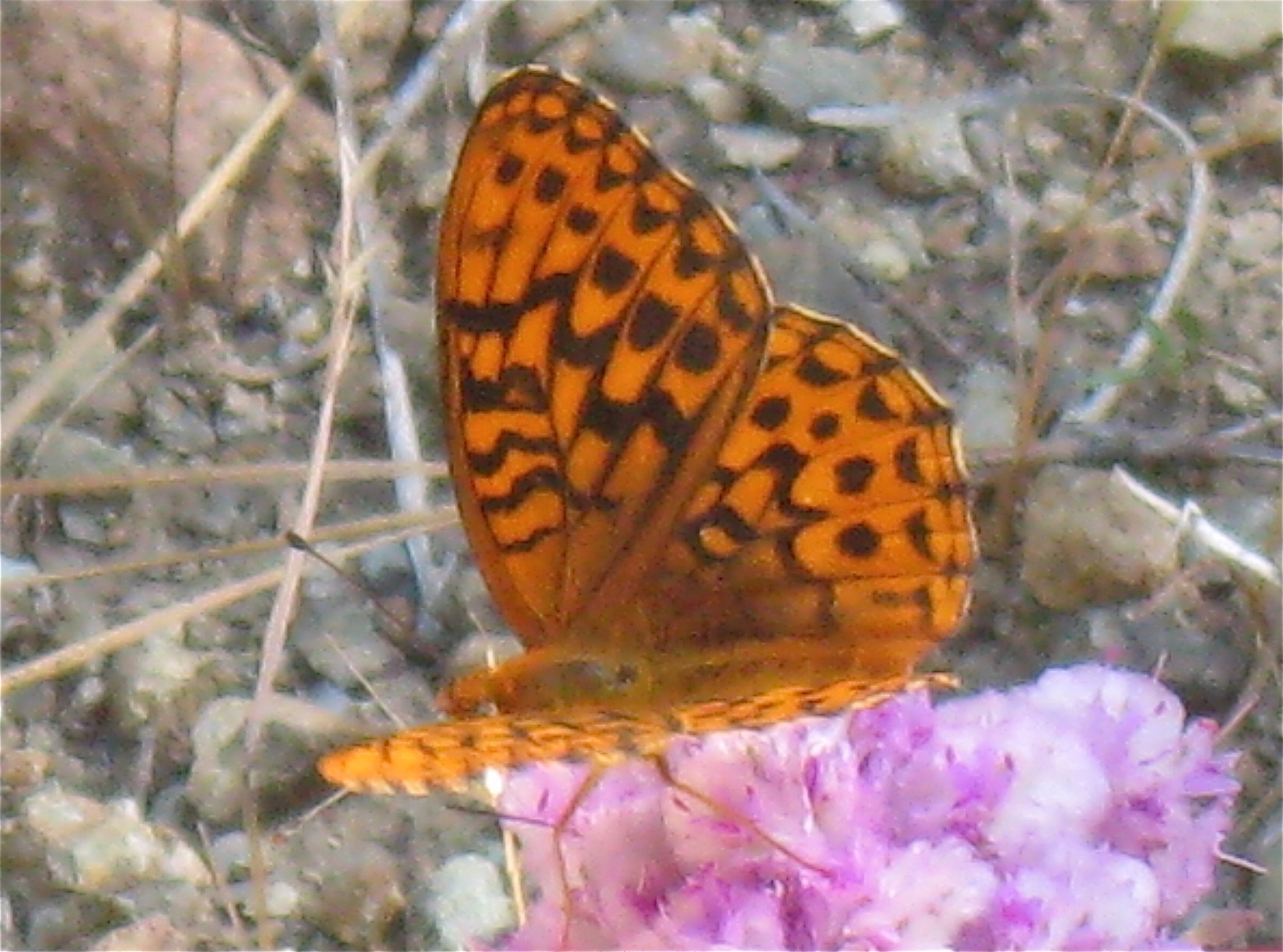 Speyeria hydaspe