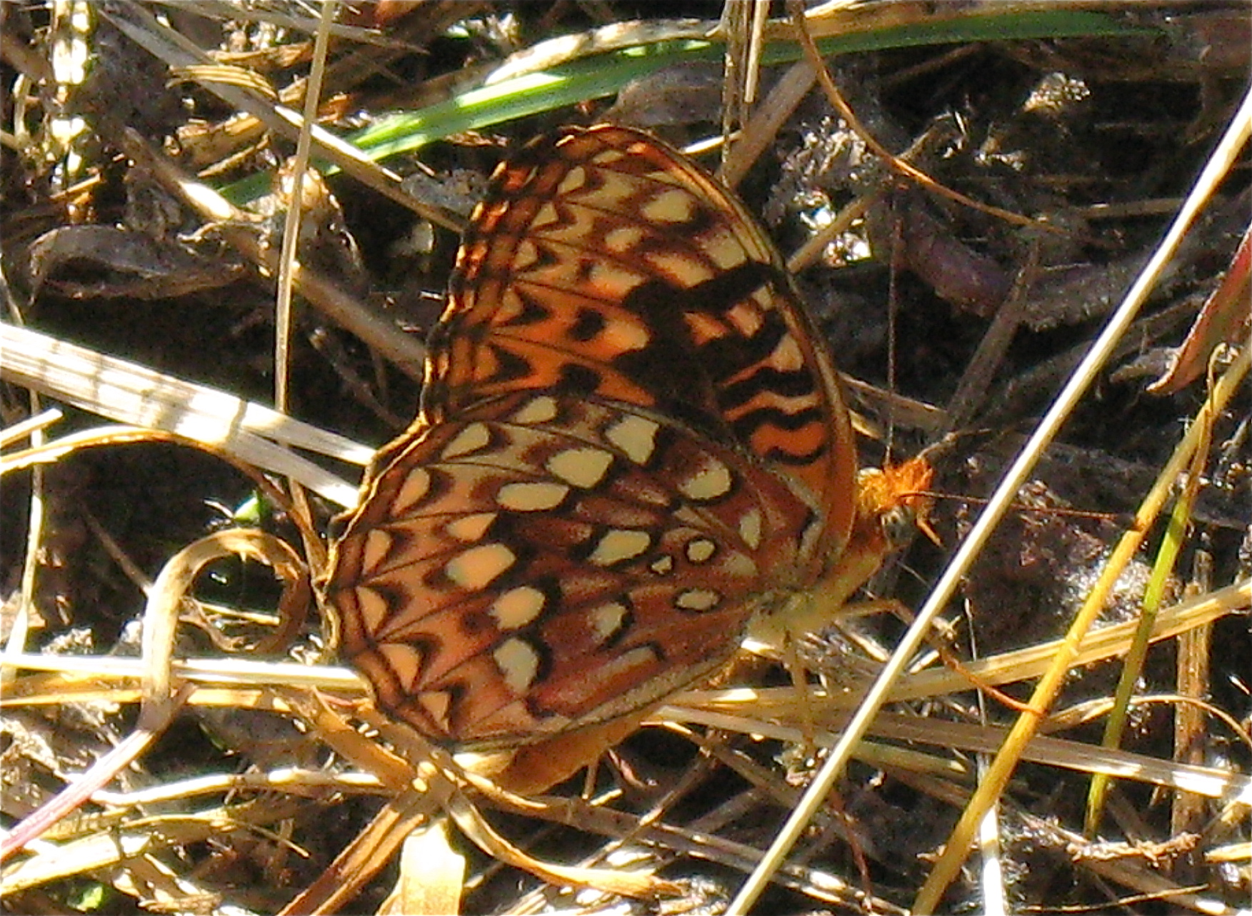 Speyeria hydaspe