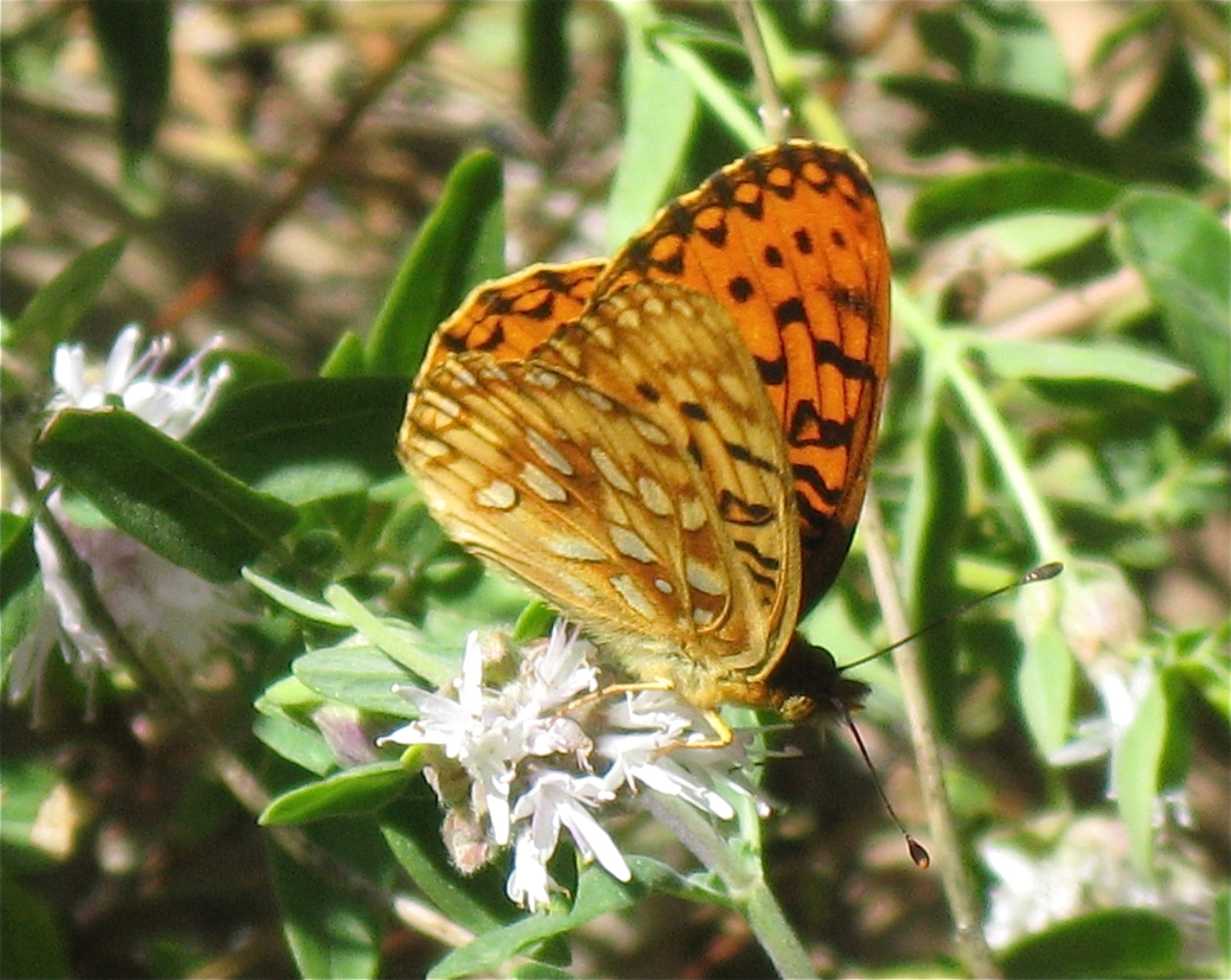 Speyeria mormonia