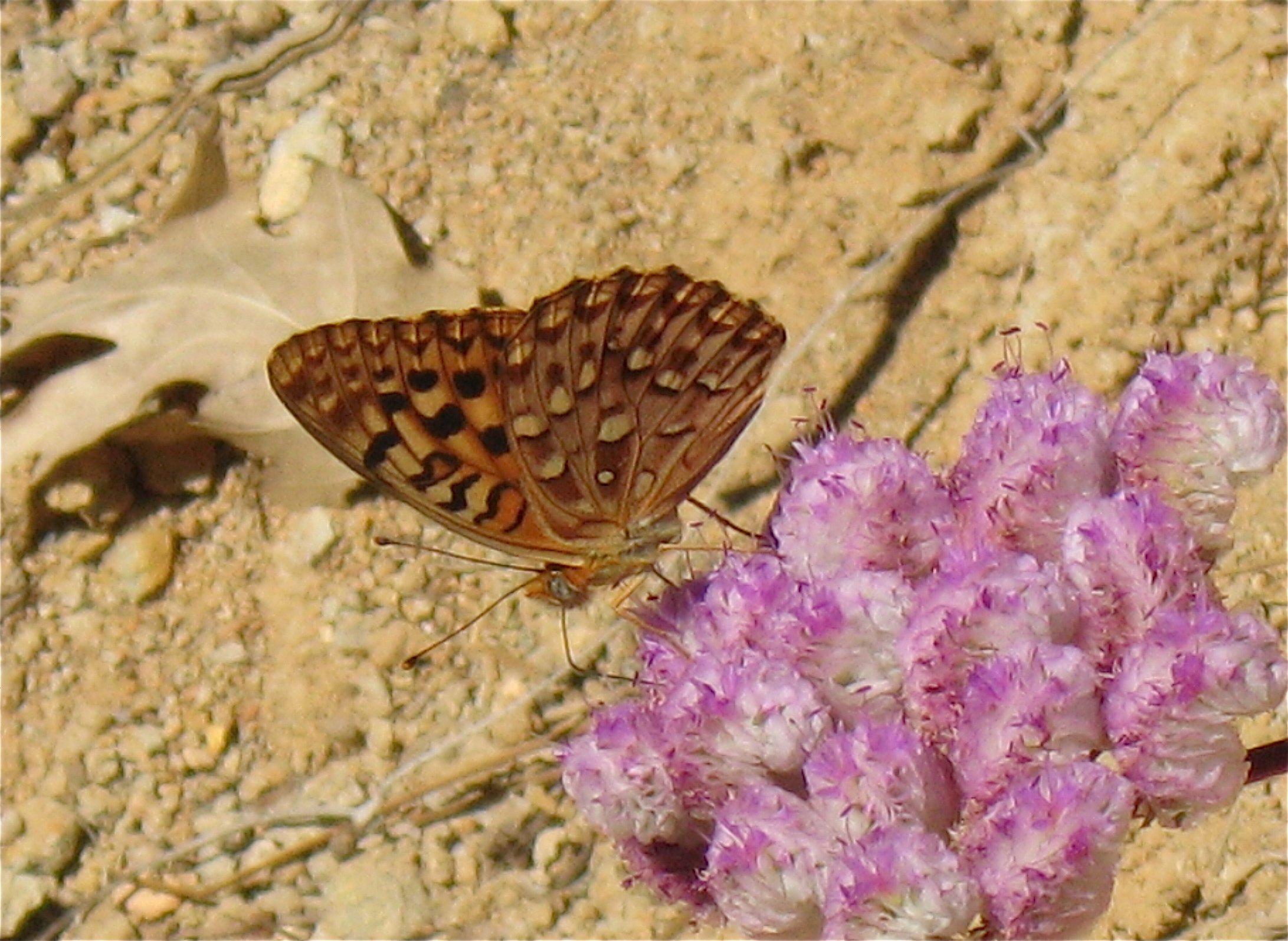 Speyeria zerene