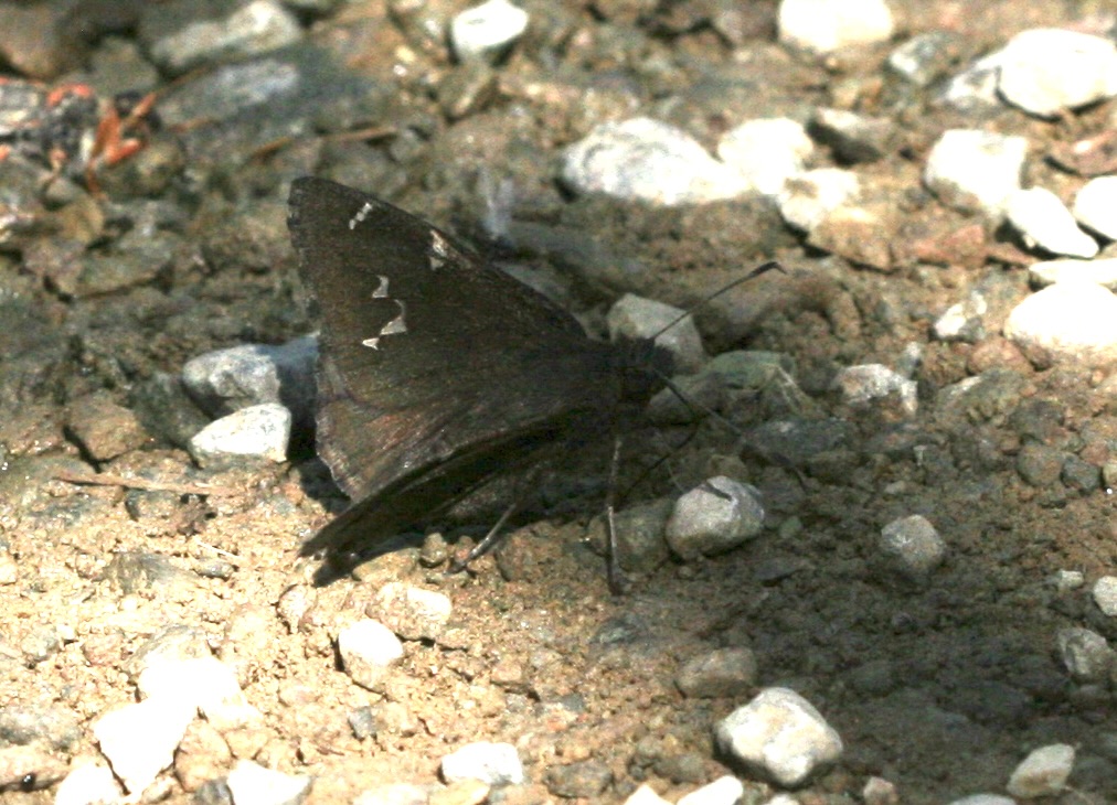 Photo by John Lane, Thorybes diversus, Siskiyou Co, CA May 2017