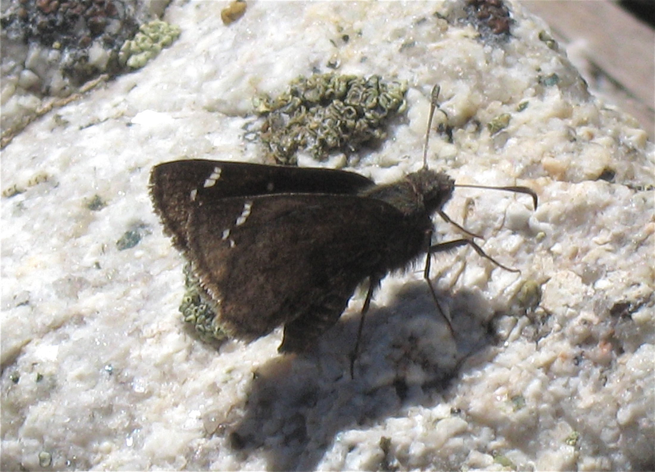 Thorybes mexicana nevada
