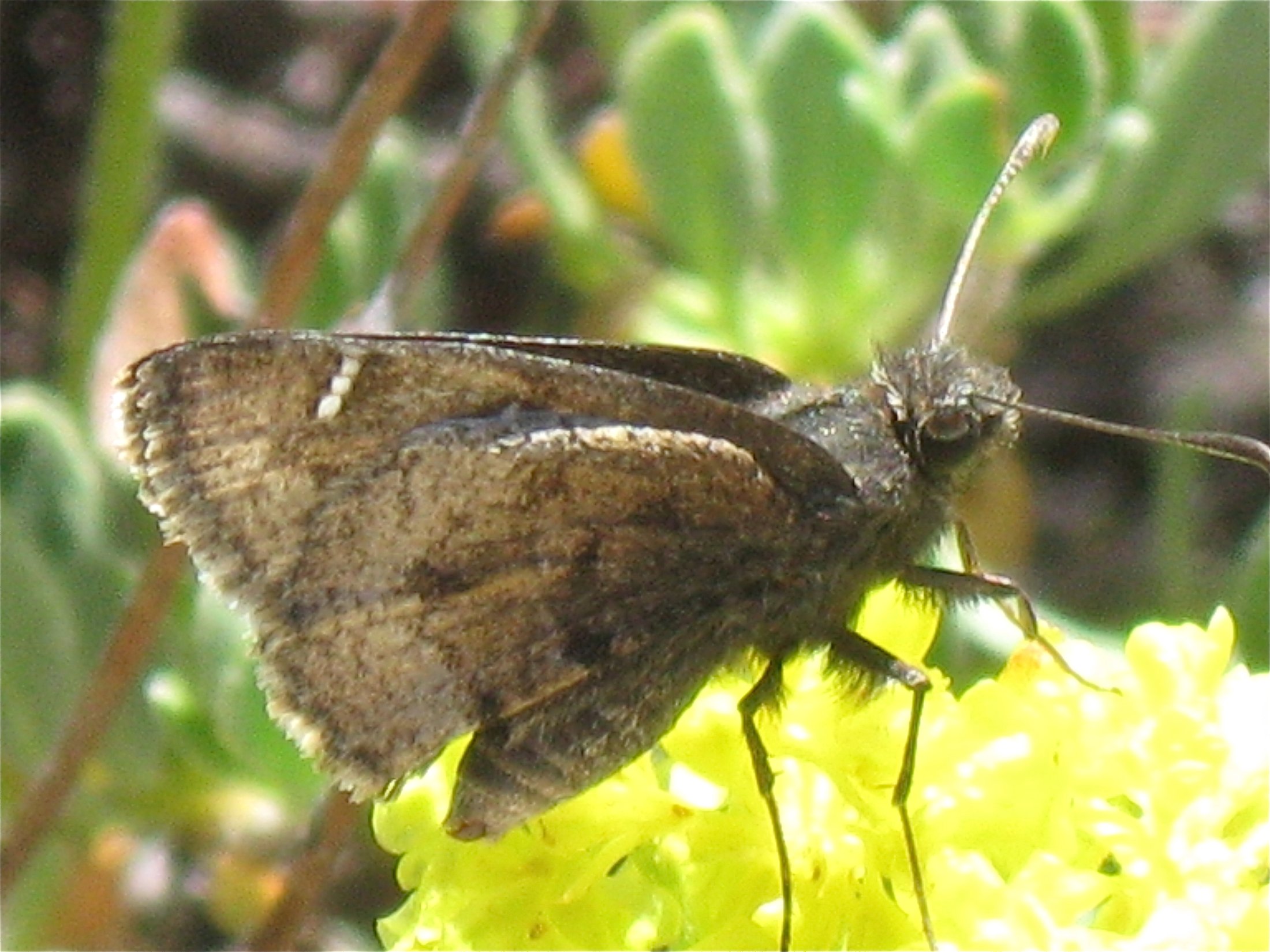 Thorybes mexicana nevada