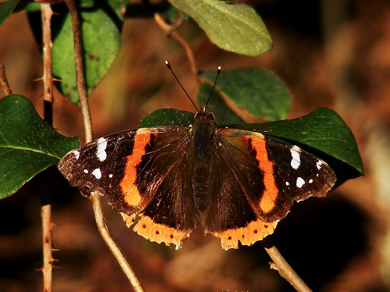 Vanessa atalanta