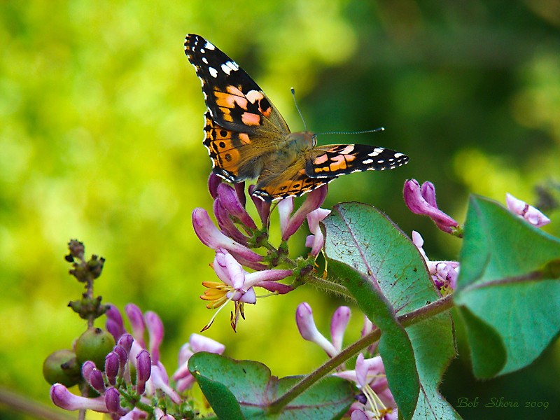 Vanessa cardui