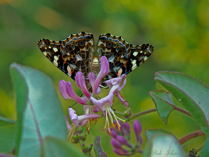 Vanessa cardui