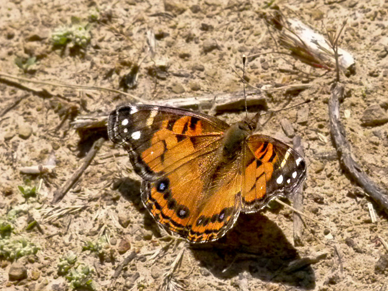 Vanessa virginiensis