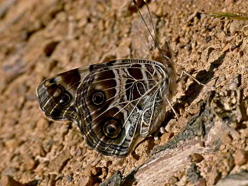 Vanessa virginiensis 