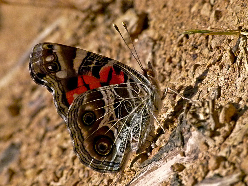 Vanessa virginiensis