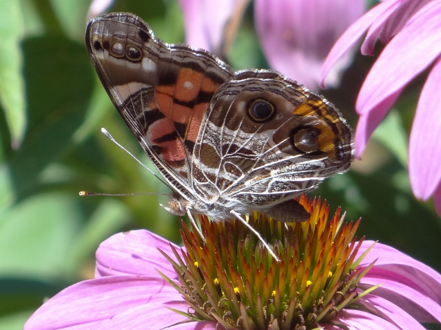 Vanessa virginiensis