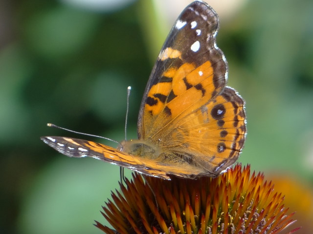 Vanessa virginiensis