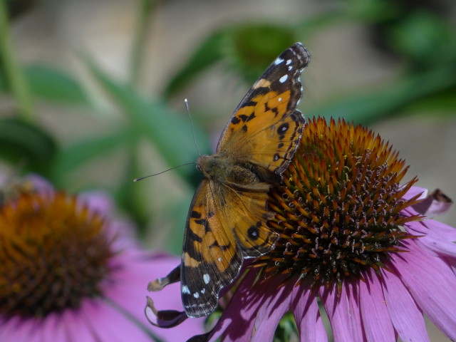 Vanessa virginiensis 