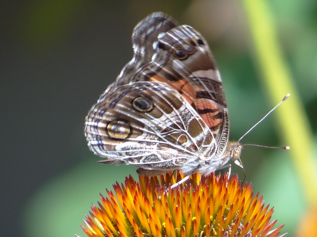 Vanessa virginiensis