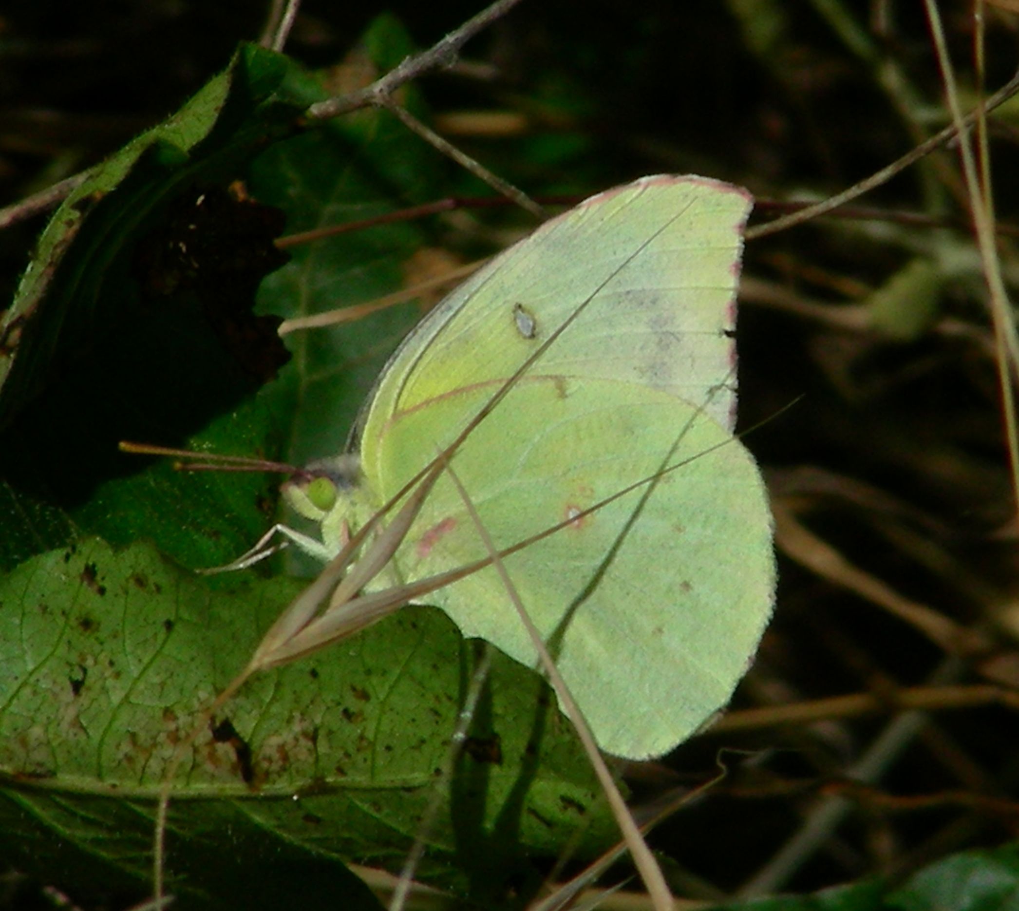 Zerene eurydice