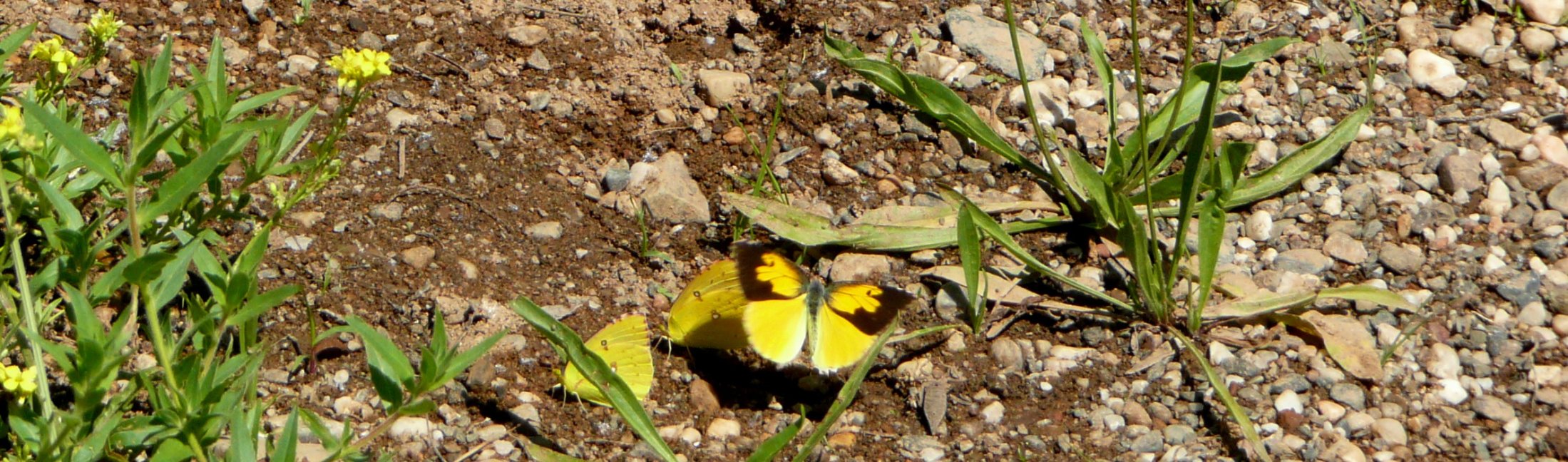 Zerene eurydice