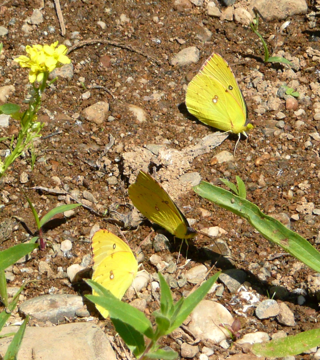 Zerene eurydice