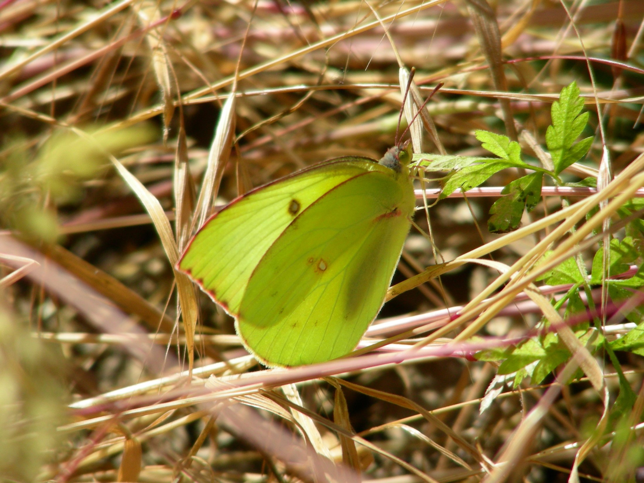 Zerene eurydice