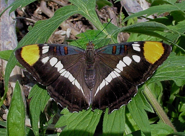 Adelpha bredowii californica