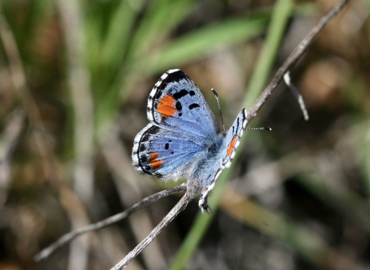 Philotes sonorensis, photo by John Lane