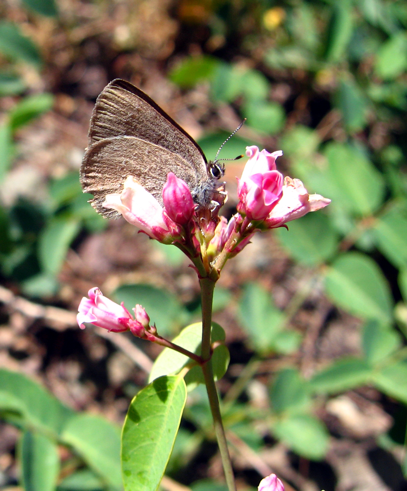 Satyrium fuliginosum fuliginosum