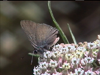 Satyrium auretorum