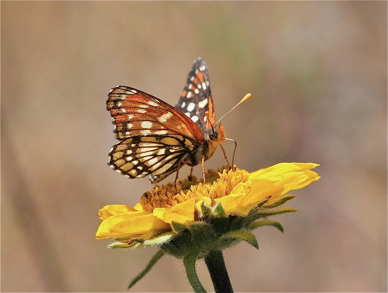 Leanira Checkerspot, photo by John Lane