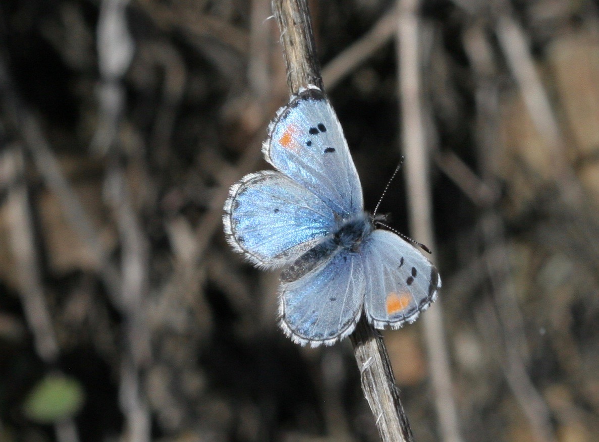 Philotes sonorensis, photo by John Lane