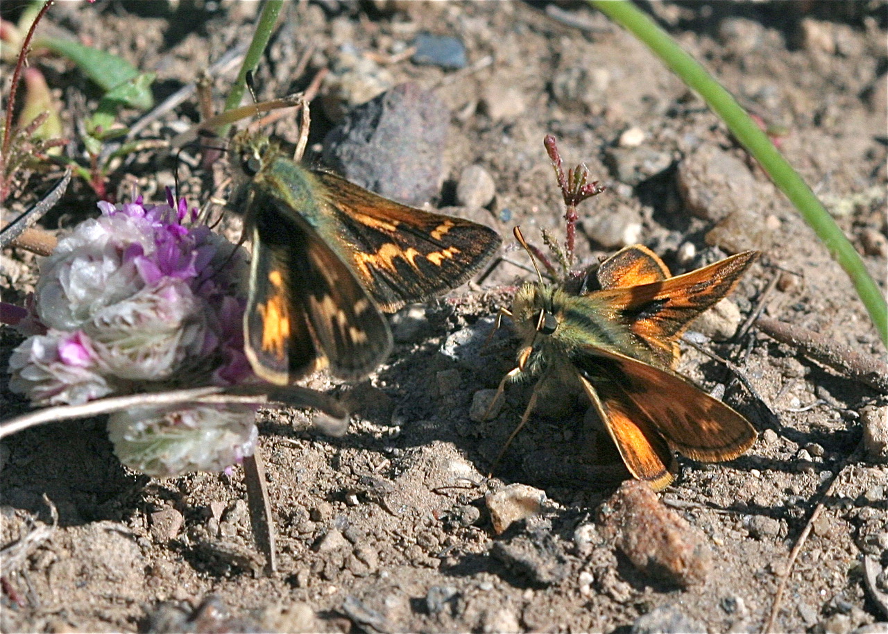 Polites sabuleti tecumseh, photo by John Lane