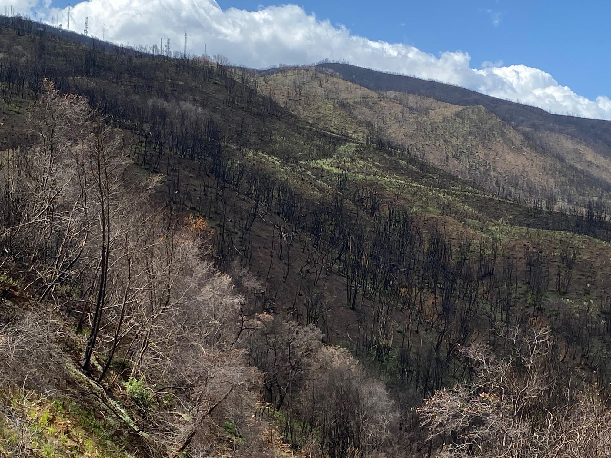 Gates Canyon after burn 13, April 2021