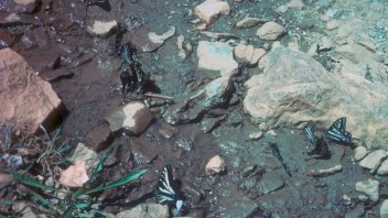 Pale Swallowtails on wet soil