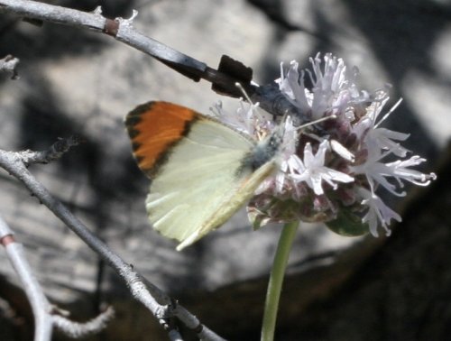 Anthocharis stella, photo by John Lane