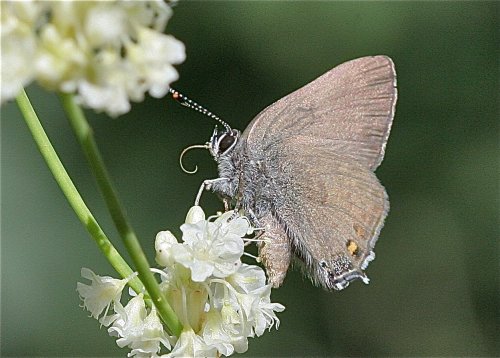 photo by John Lane, CA. Placer Co., June 2012
