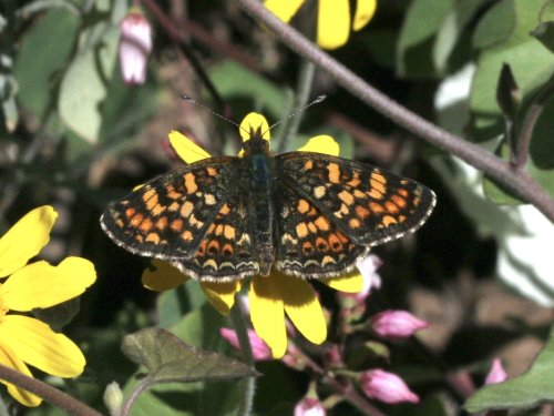 photo by John Lane, Lassen Co. CA, June 2016