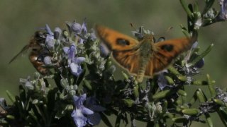 Atalopedes campestris, photo by John Lane