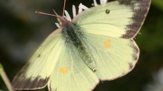 Colias philodice (eriphyle)