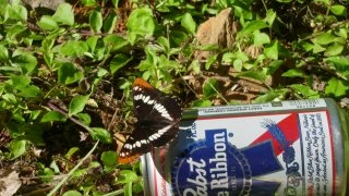 "Lorquin's Admiral enjoying the official beverage of the Shapiro lab."