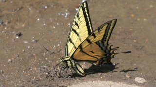 Papilio multicaudatus, photo by John Lane