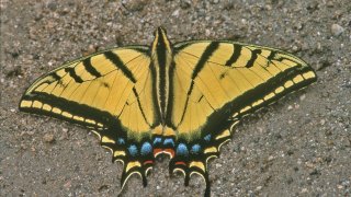 Papilio multicaudatus