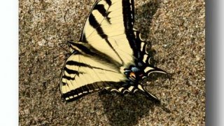 Papilio_rutulus