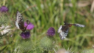 Speyeria cybele leto, photo by John Lane