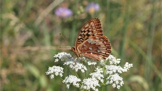 Speyeria cybele leto, photo by John Lane
