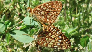 Speyeria irene, photo by John Lane