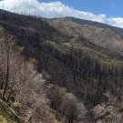 Gates Canyon after burn 13, April 2021